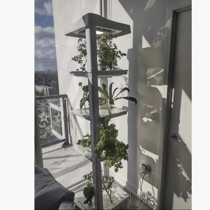 Basic Eden Tower in a condo in the city growing lettuce, herbs and tomatoes - Hope Innovations