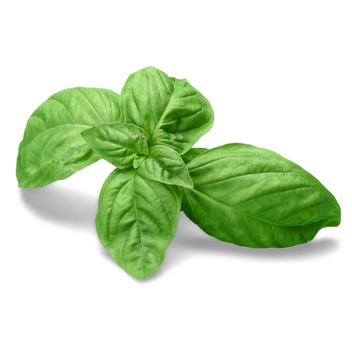 Basil