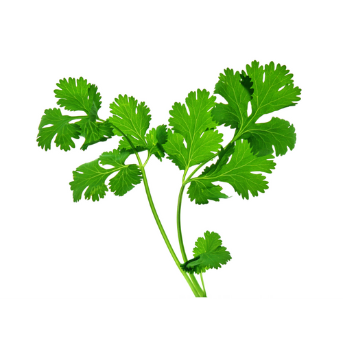 Cilantro