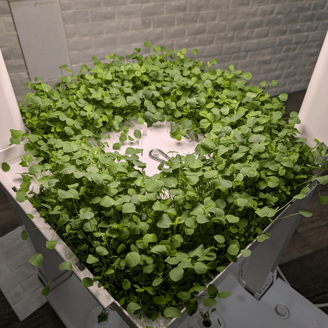 Eden Tower Reusable Microgreen Kit - Hope Innovations