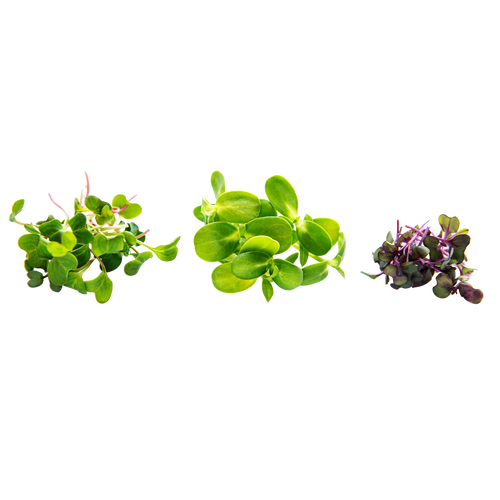 Microgreens