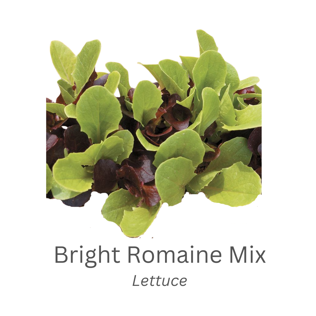 LETTUCE-BRIGHT ROMAINE MIX