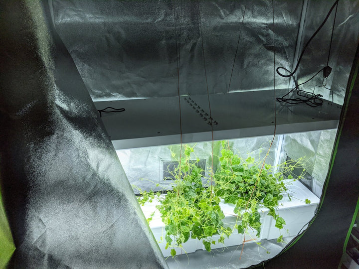 Eden Garden in the grow tent growing cucamelon