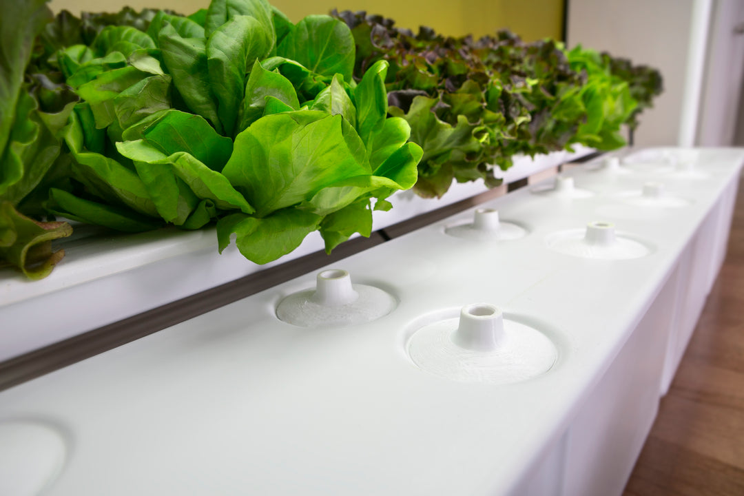 Eden Garden Hope Innovations