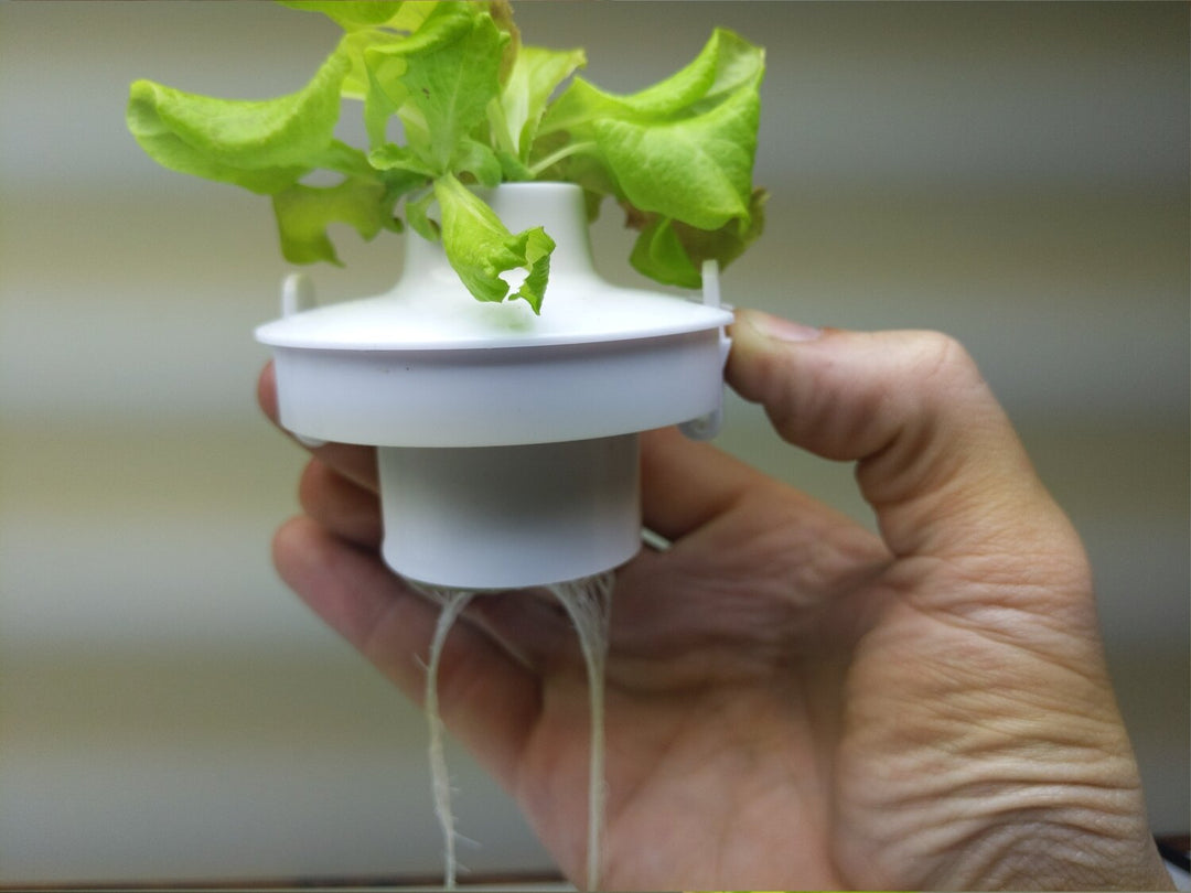 planting cups hydroponics